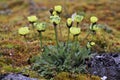 Arctic poppy Royalty Free Stock Photo