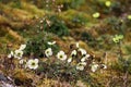 Arctic poppy Royalty Free Stock Photo