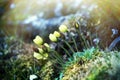 Arctic poppy at FJL Royalty Free Stock Photo