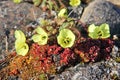 Arctic Poppy (Papaver radicatum) Royalty Free Stock Photo