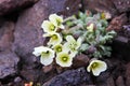 Arctic Poppy (Papaver radicatum) Royalty Free Stock Photo