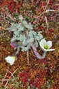 Arctic Poppy (Papaver radicatum) Royalty Free Stock Photo
