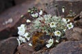 Arctic Poppy (Papaver radicatum) Royalty Free Stock Photo