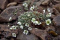 Arctic Poppy Royalty Free Stock Photo