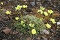 Arctic poppy Royalty Free Stock Photo