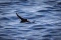 Arctic Puffin in flight Royalty Free Stock Photo