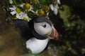 Arctic Puffin, Iceland