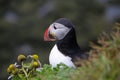 Arctic Puffin, Iceland