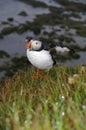 Arctic Puffin, Iceland