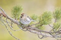 Arctic Redpoll adult perched Royalty Free Stock Photo