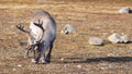 Arctic reindeer in natural habitat