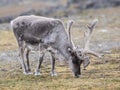 Arctic reindeer, Spitsbergen Royalty Free Stock Photo