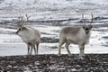 Arctic reindeers