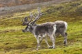 Arctic reindeers