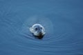 Arctic seal 3 Royalty Free Stock Photo