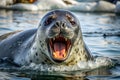 Arctic Seal with Open Mouth on Ice Floes Royalty Free Stock Photo