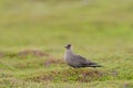 Arctic skua