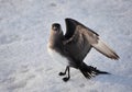 Arctic skua