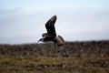 Arctic skua. Adult light morph flying. Royalty Free Stock Photo