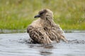 Arctic Skua