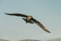 Arctic Skua in flight