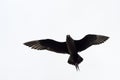 Arctic Skua flying Royalty Free Stock Photo