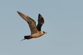 Arctic skua