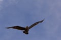 Arctic skua flying with open wings Royalty Free Stock Photo