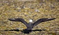 Arctic skua Richardsons skua, parasitic jaeger Royalty Free Stock Photo