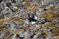 Arctic skua Richardsons skua, parasitic jaeger Royalty Free Stock Photo