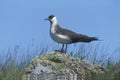 Arctic skua, Stercorarius parasiticus Royalty Free Stock Photo