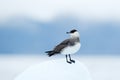 Arctic Skua, Stercorarius parasiticus, sitting on the stone with dark blue sea in background, Svalbard. Travelling in the Arctic Royalty Free Stock Photo