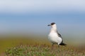 Arctic skua