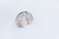 Arctic sled dogs during winter time, snow storm, Longyearbyen, Spitsbergen, Svalbard, Norway. Snowy blizzard. The Greenland Dog