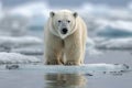 Arctic solitude Ursus maritimus gracefully navigating pack ice in Svalbard