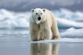 Arctic solitude Ursus maritimus gracefully navigating pack ice in Svalbard