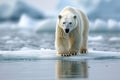 Arctic solitude Ursus maritimus gracefully navigating pack ice in Svalbard