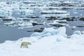 Arctic spring in south Spitsbergen. Polar bear. Royalty Free Stock Photo