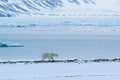 Arctic spring in south Spitsbergen. Polar bear. Royalty Free Stock Photo