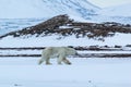 Arctic spring in south Spitsbergen. Polar bear. Royalty Free Stock Photo