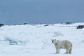 Arctic spring in south Spitsbergen. Polar bear. Royalty Free Stock Photo