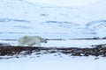 Arctic spring in south Spitsbergen. Polar bear. Royalty Free Stock Photo