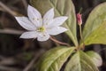 Arctic Starflower Close Up Royalty Free Stock Photo