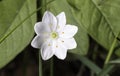 Arctic Starflower Close Up Royalty Free Stock Photo
