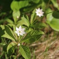 Arctic starflowers Royalty Free Stock Photo