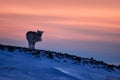 Arctic sunrise. Orange light with reindeer. Wild Reindeer, Rangifer tarandus, with massive antlers in snow, Svalbard, Norway. Royalty Free Stock Photo