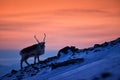 Arctic sunrise. Orange light with reindeer. Wild Reindeer, Rangifer tarandus, with massive antlers in snow, Svalbard, Norway. Royalty Free Stock Photo