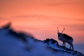 Arctic sunrise. Orange light with reindeer. Wild Reindeer, Rangifer tarandus, with massive antlers in snow, Svalbard, Norway. Royalty Free Stock Photo