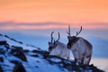 Arctic sunrise. Orange light with reindeer. Wild Reindeer, Rangifer tarandus, with massive antlers in snow, Svalbard, Norway. Royalty Free Stock Photo