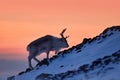 Arctic sunrise. Orange light with reindeer. Wild Reindeer, Rangifer tarandus, with massive antlers in snow, Svalbard, Norway. Royalty Free Stock Photo